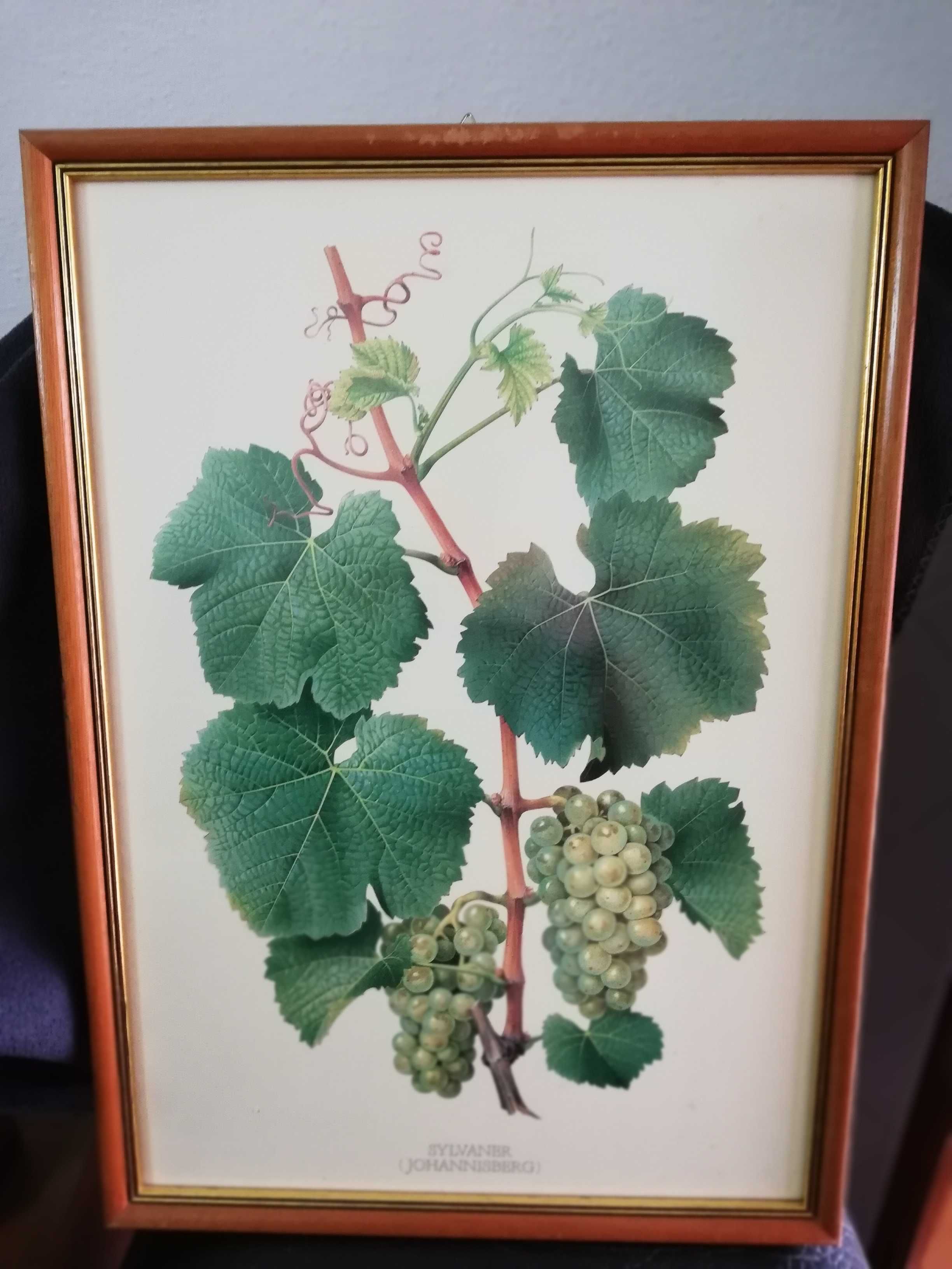 Quadros com motivo de castas de uvas.