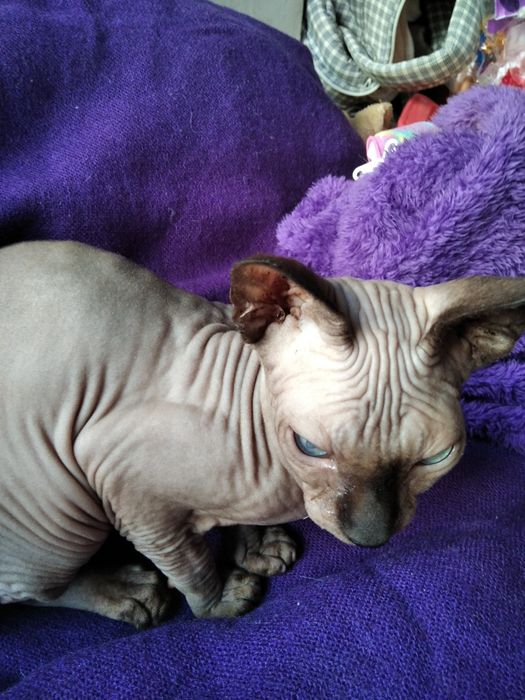 Канадский сфинкс