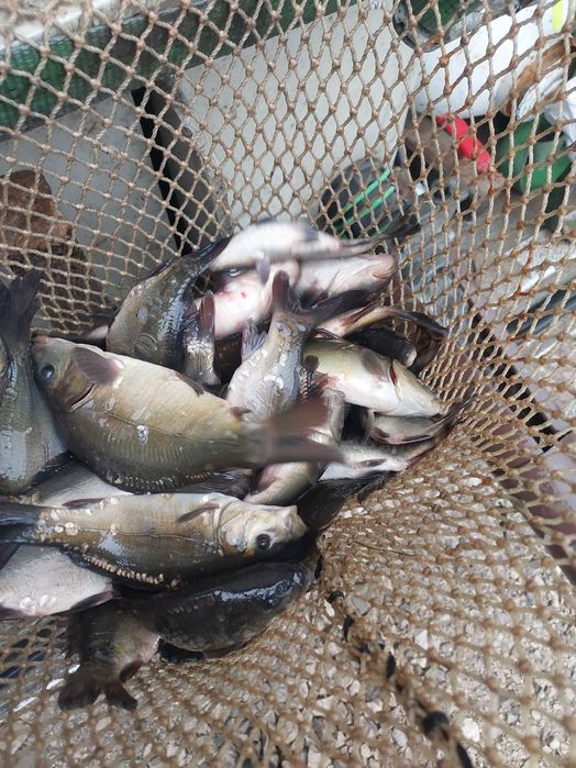 Narybek kroczek karp