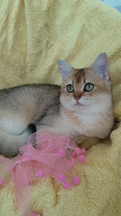 Прямовухі кошенята Британська золота шиншила хлопчик та дівчинка