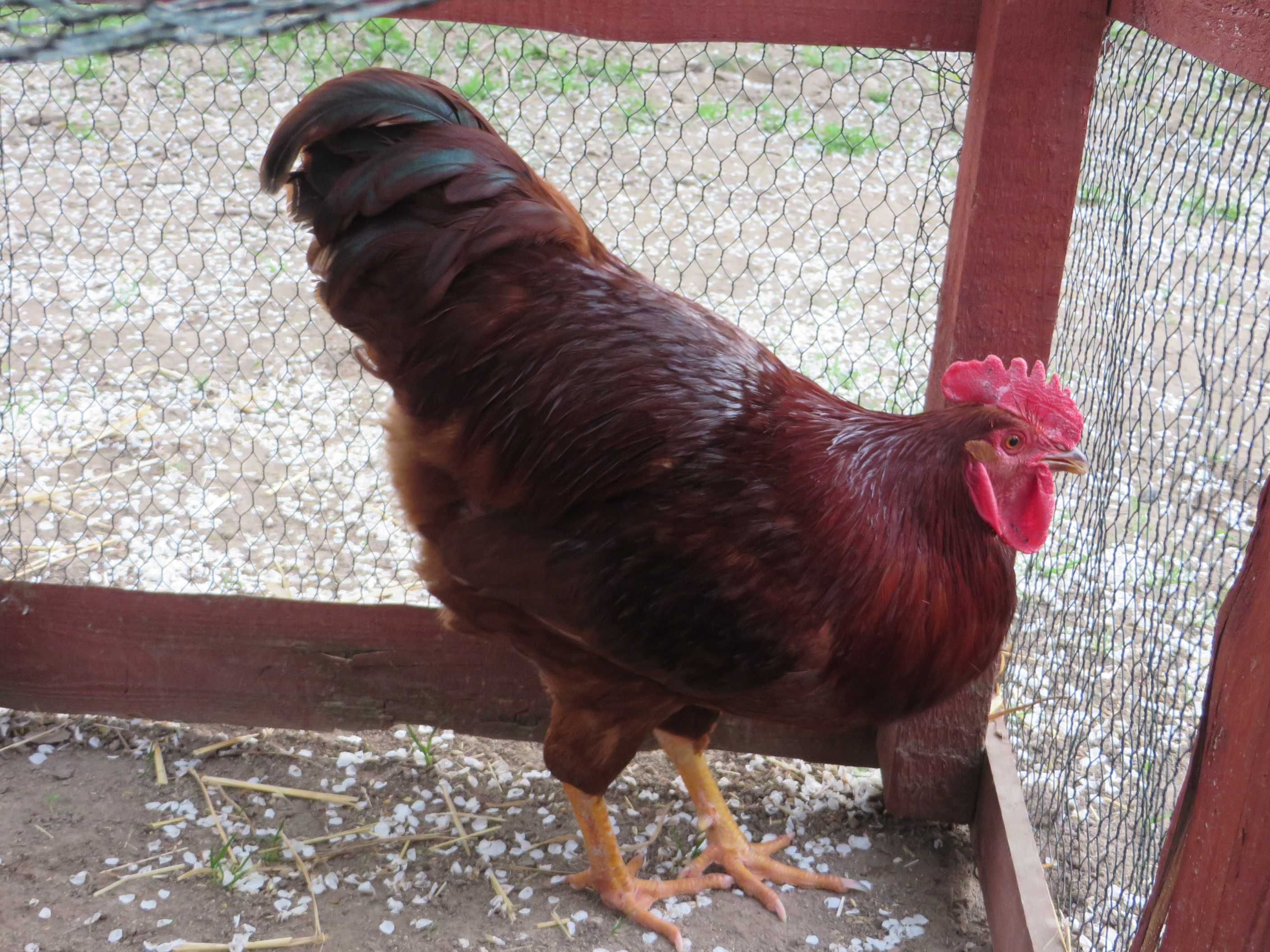 Rhode Island Red, Karmazyn, Kogut 100% rasy