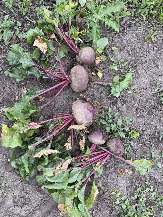 Буряк столовий Зепо ( є обєм)