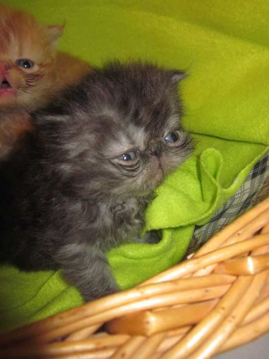 Gatinha persa Uma perfeição