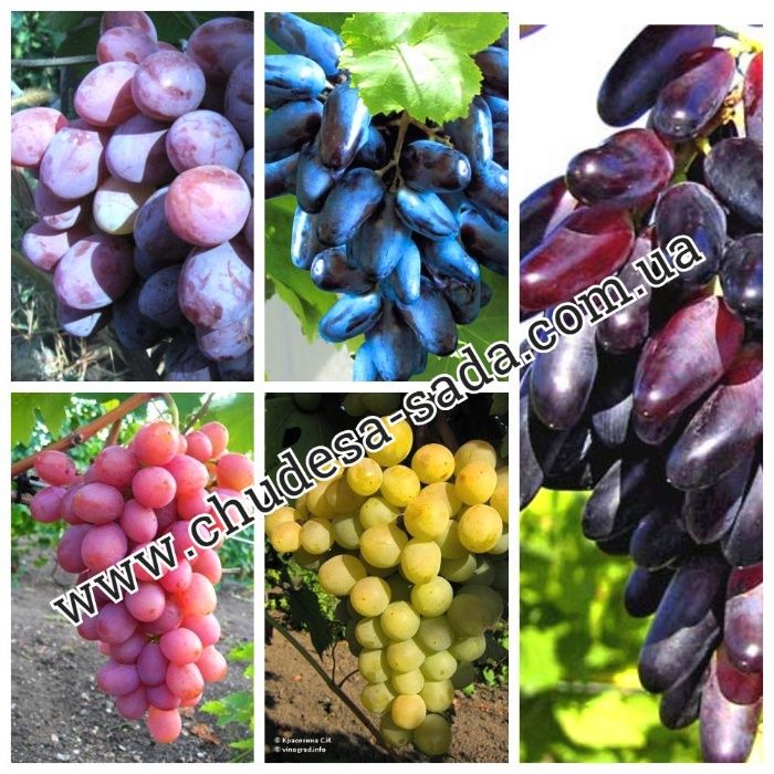 Саженцы винограда мировых сортов большой выбор сортов. Виноград