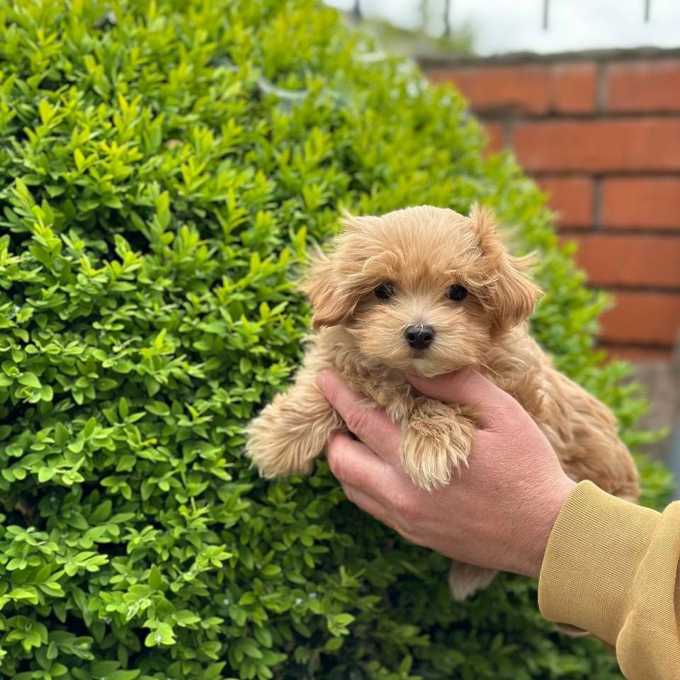 Maltipoo f1 male,female