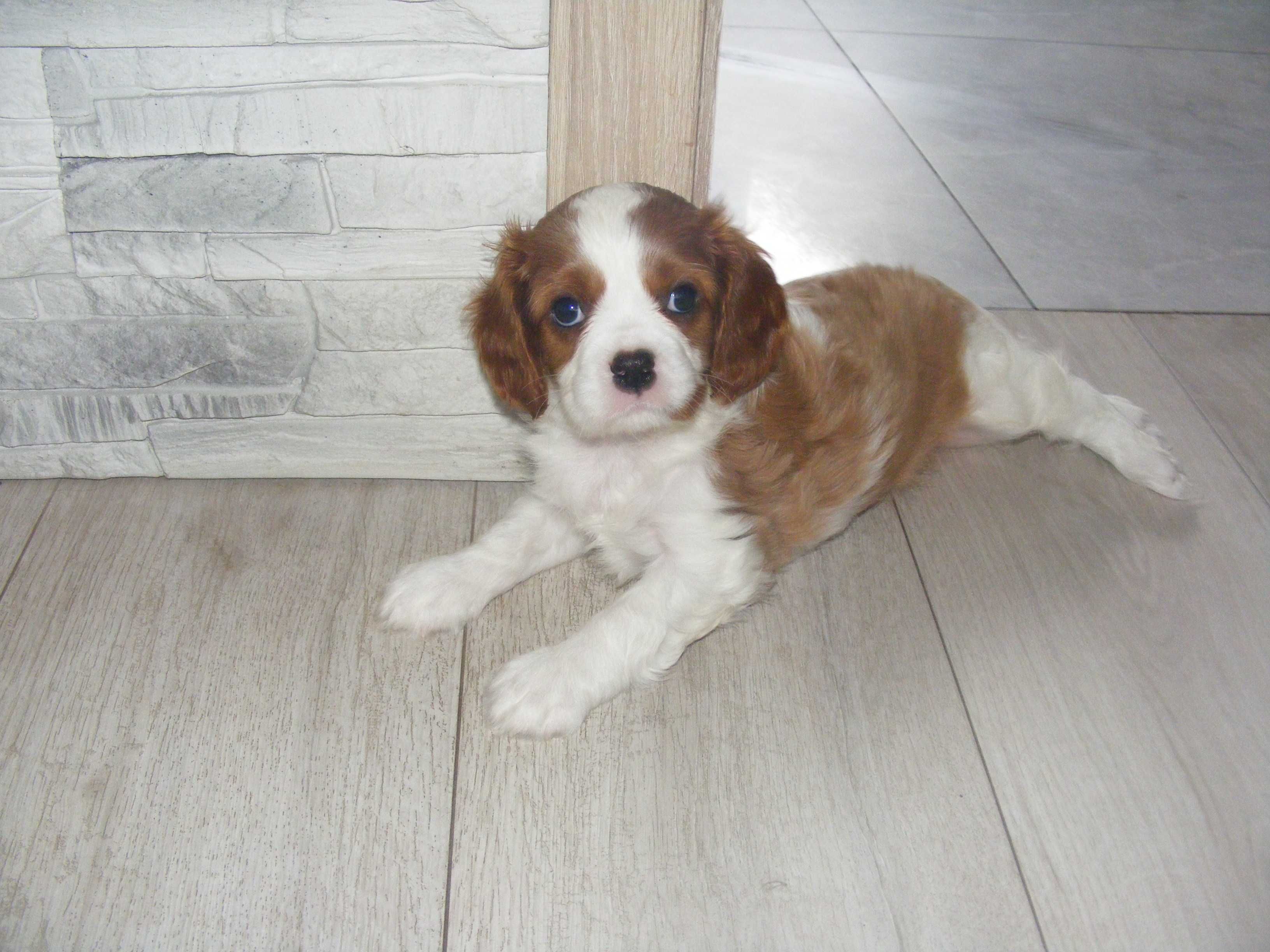 Śliczna Suczka Cavalier Spaniel