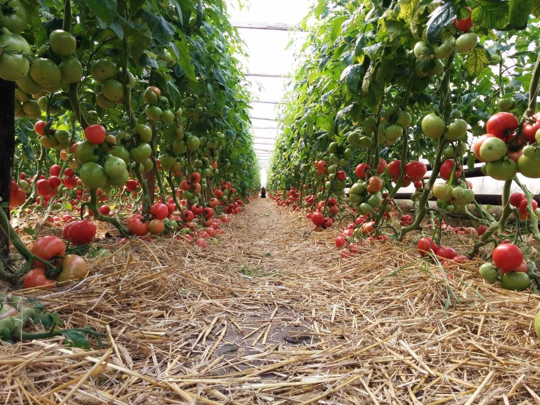 Sadzonki pomidorów szczepionych malinowe i bawole serce