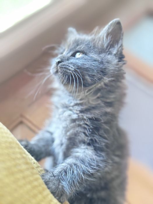 Adocao de lindos gatos