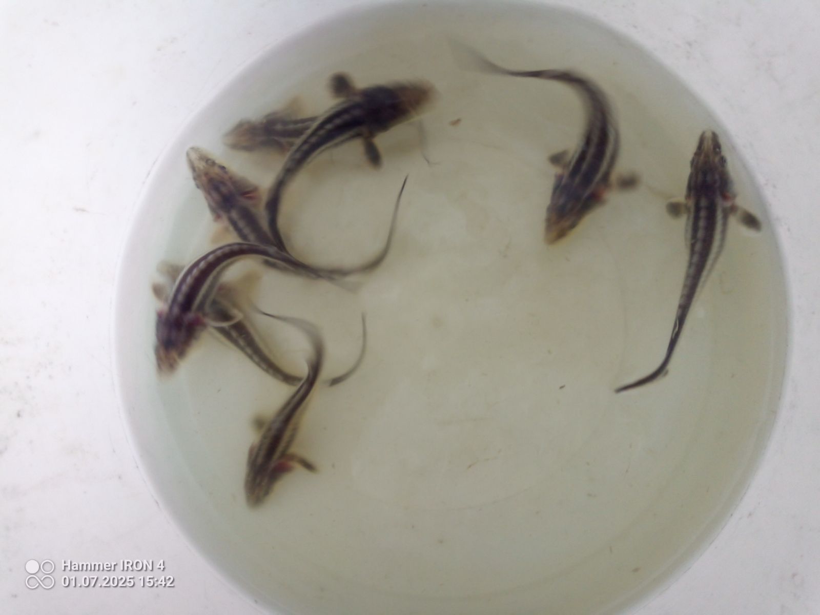 Jesiotr rosyjski 12 cm syberyjski karp lin amur tolpyga