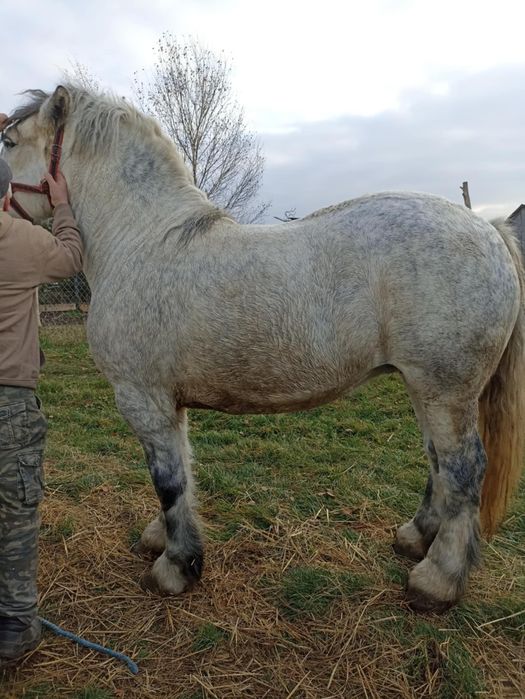 Kobyła szpaczka siwa