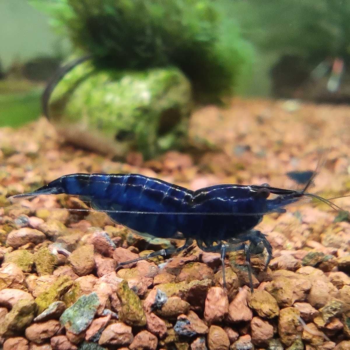 Krewetki BLUE VELVET niebieskie, 18 sztuk