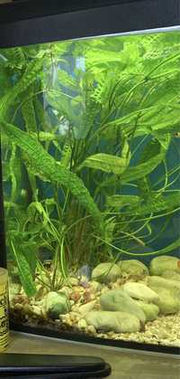 Kryptokoryna karbowana duza roslinka do akwarium roslina wysoka ok 30c