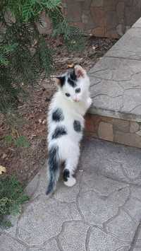 Котенок-долматинец ищет дом