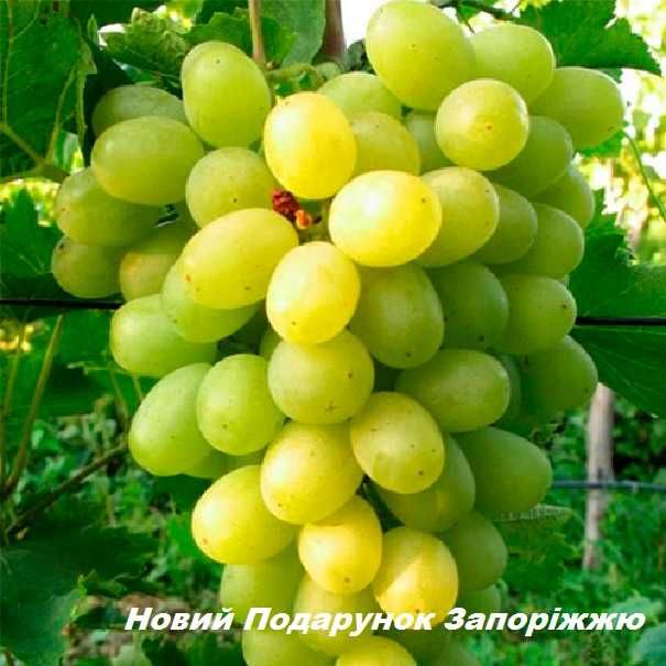Саджанці винограду столових сортів (укорінені)
