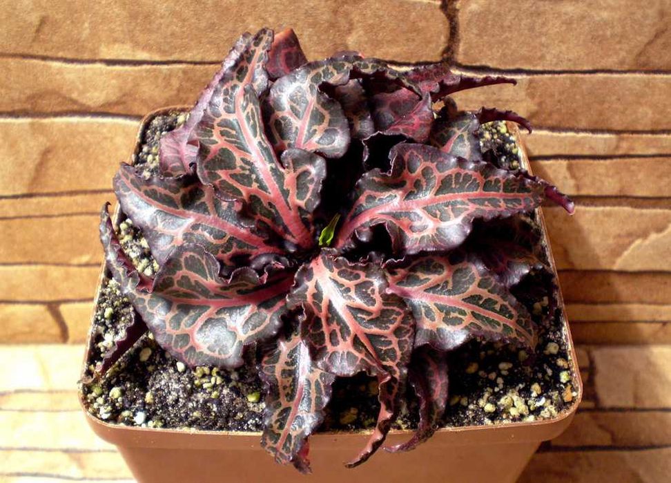 Каудексні еуфорбіі. Каудексные эуфорбии - Euphorbia francoisii