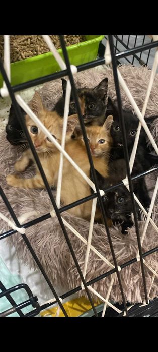 Gatinhos com 2 meses para adoção responsável em Gondomar