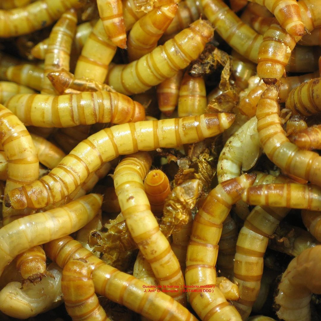 Мучной червь живой (Tenebrio molitor), корм для стрижа, рептилий, ежей