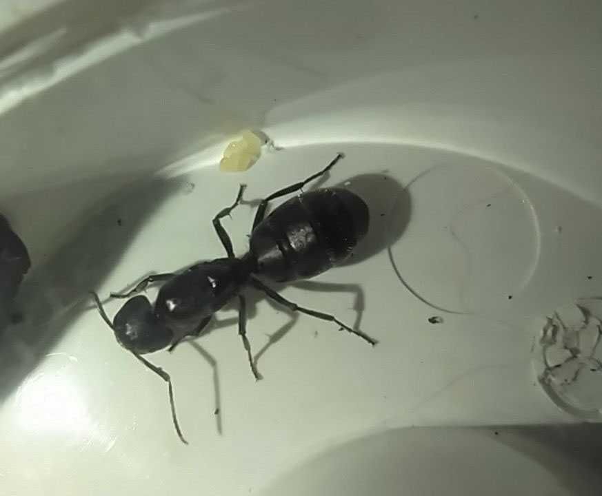 Мурахи Camponotus Vagus, матка, муравьи