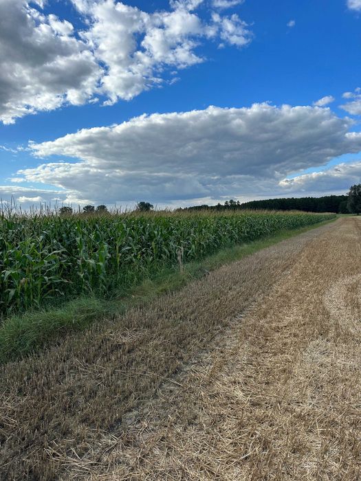 Ziemia rolna 5.61ha (Kaczorowy,Mazowieckie)