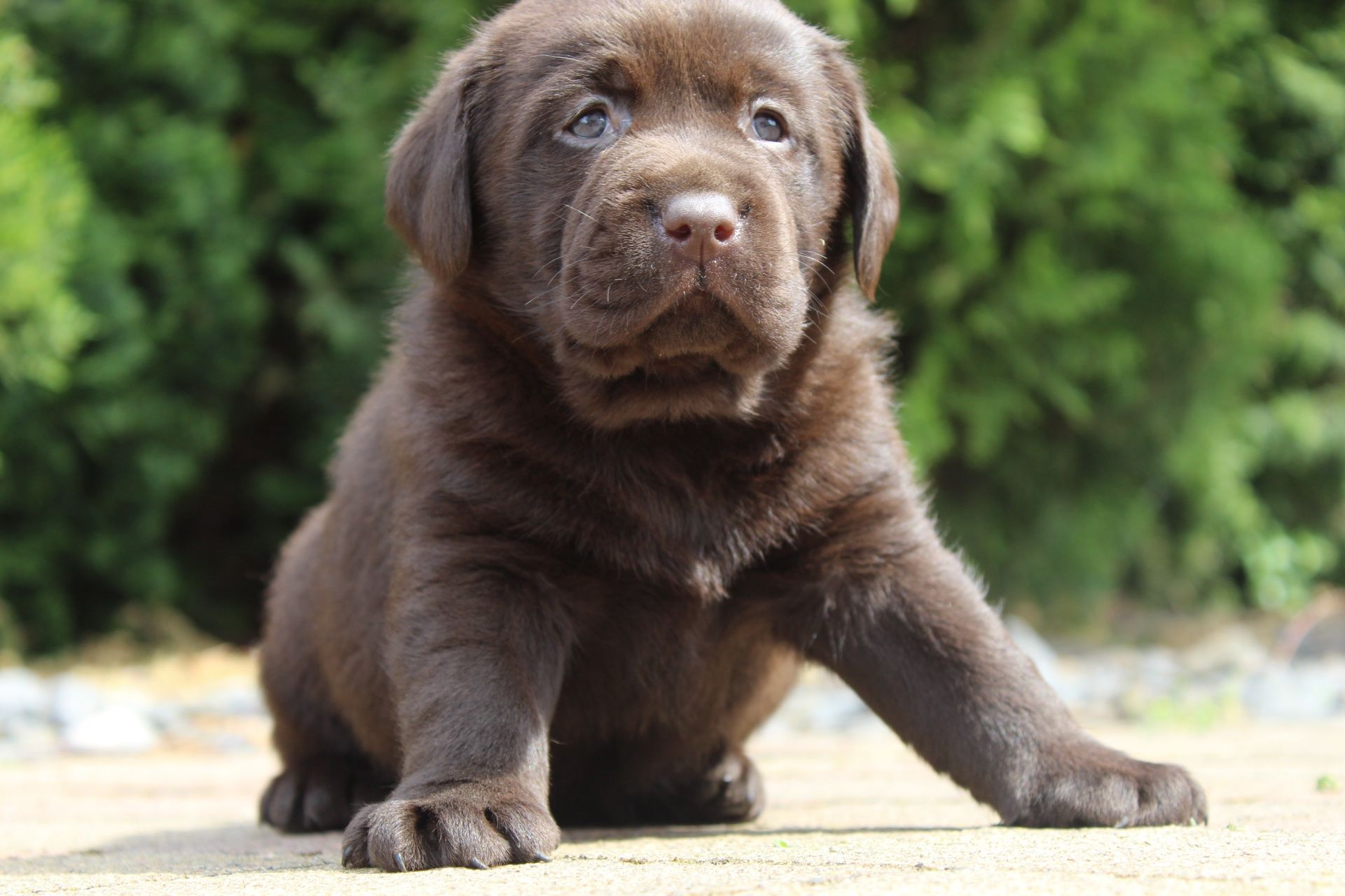 Piesek Labrador Retriever wybitne pochodzenie