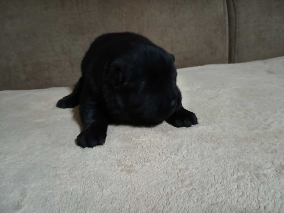 Vendo cadela Chow Chow