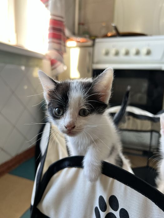 Кошенята у добрі руки