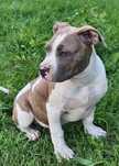 American bully Xl