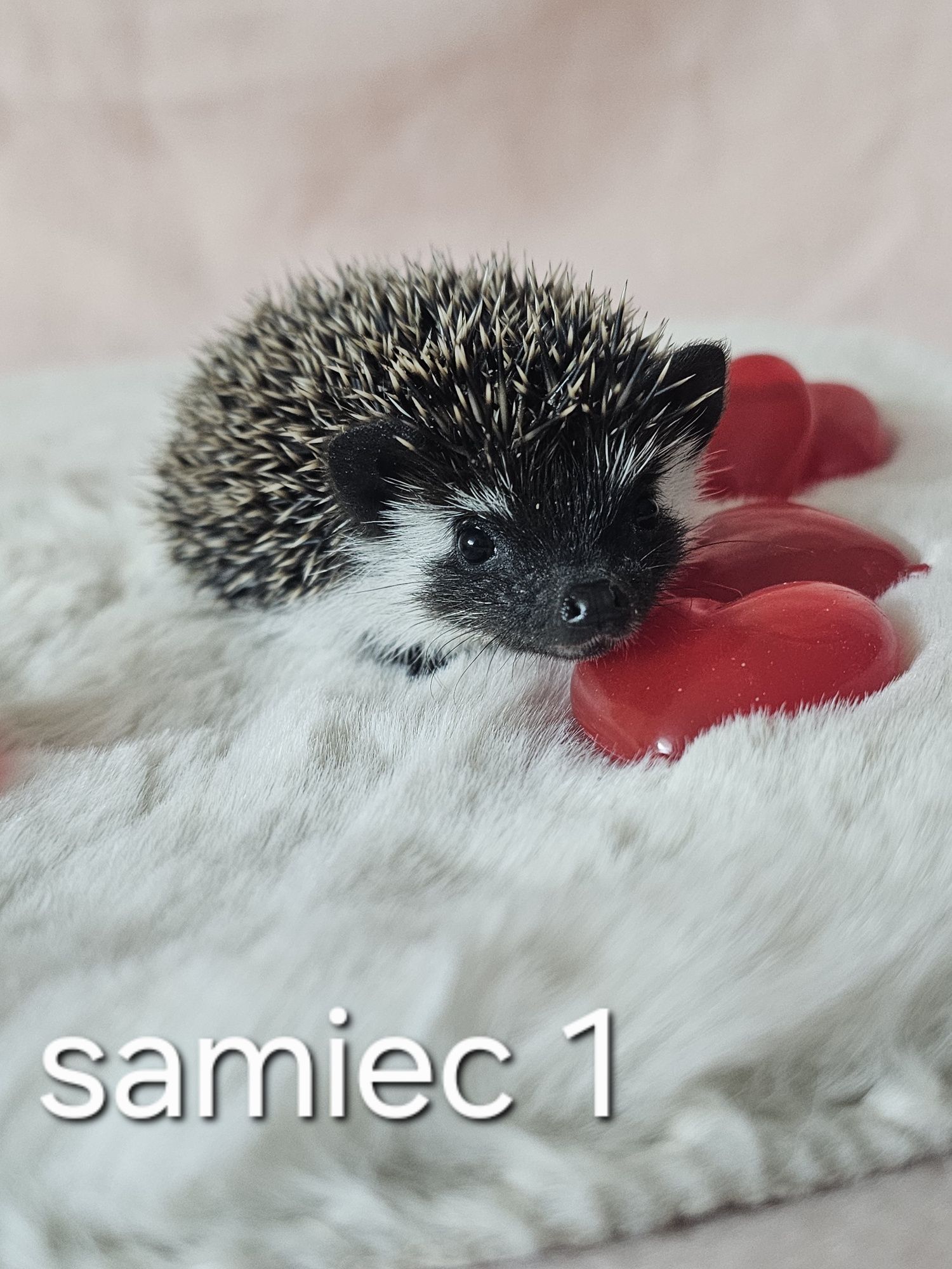 Jeż afrykanski jez pigmejski