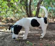 Jack Russell Terrier FCI, ZKwP- Wrocław