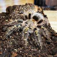 Самка паука птицееда для новичков grammostola pulchripes