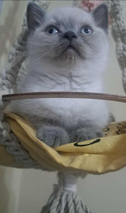 Kotka Brytyjska niebieska, Rodowodów 5 pokoleniowy.