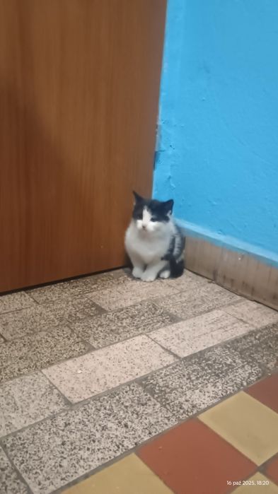 Oddam w dobre ręce kotkę
