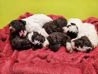 Lagotto Romagnolo FCI – brązowa suczka z miotu FAIRY, Trufflove