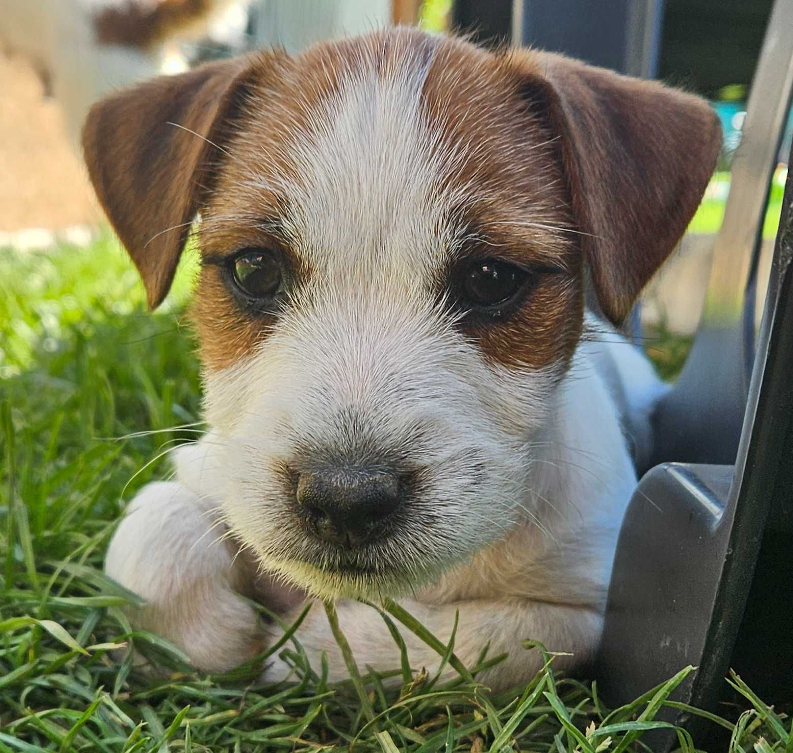 Jack Russell Terrier FCI ZKwP