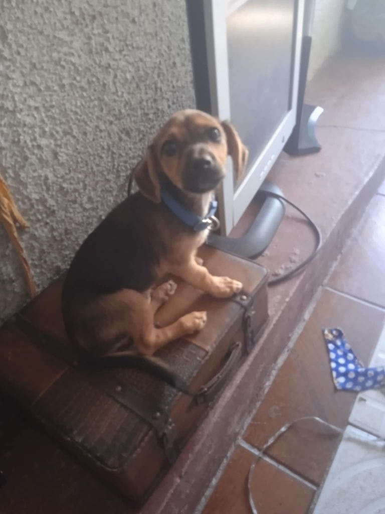Cão bebê para adoção
