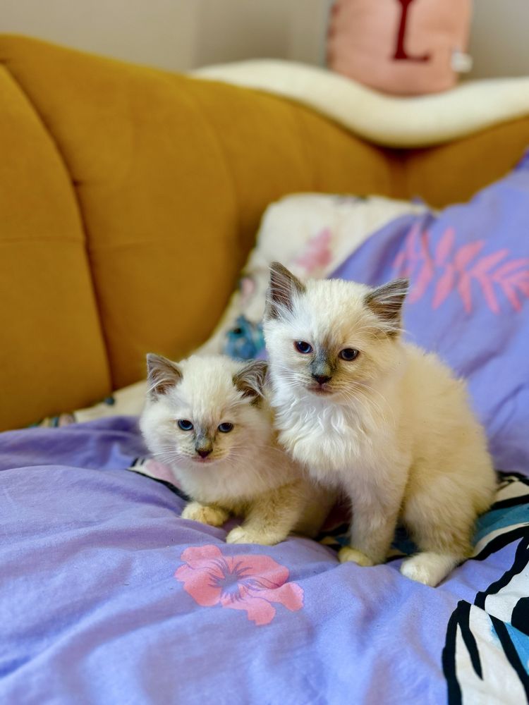 Kotka Ragdoll z rodowodem