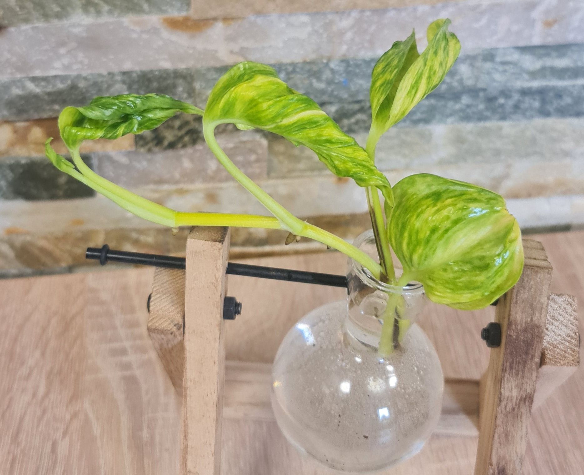 Epipremnum Godzilla variegata,duży szczyt