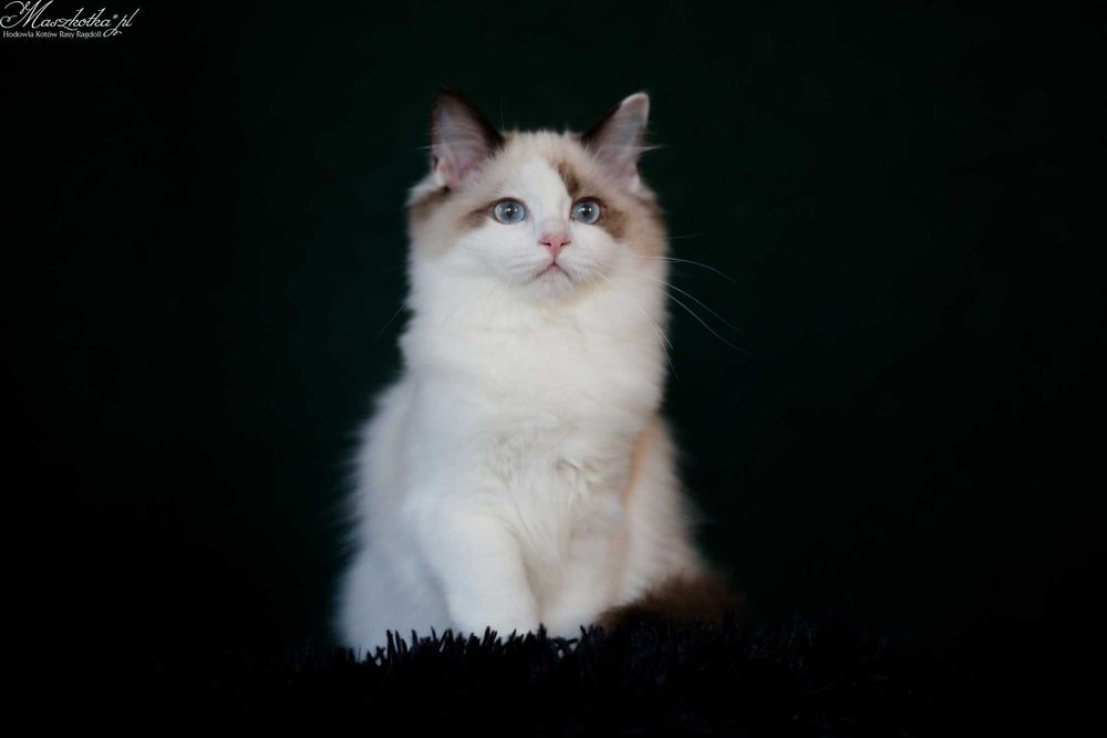 Ragdoll, śliczna koteczka seal bicolor z rodowodem FPL/FIFE