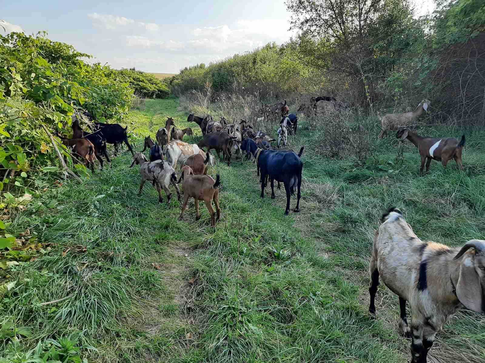 Агло-нубійські кози та козенята