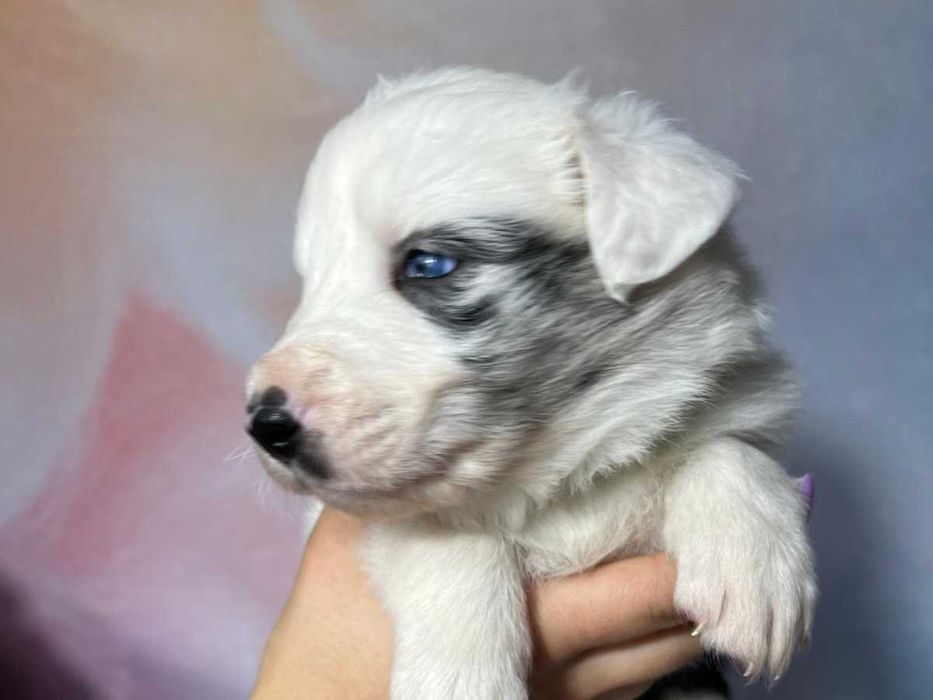 szczeniak blue-merle piesek Border Collie ZKwP(FCI)