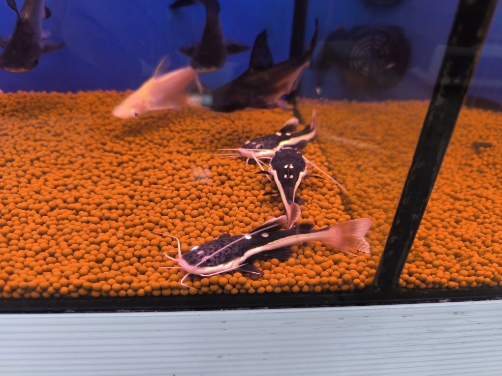 Pirarara (RedTail CATFISH)