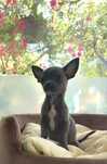 Chihuahua krótkowłosa blue suczka piękna