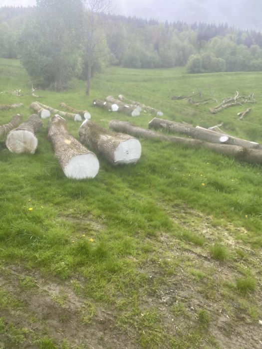 Sprzedam drzewo - jesion kłoda