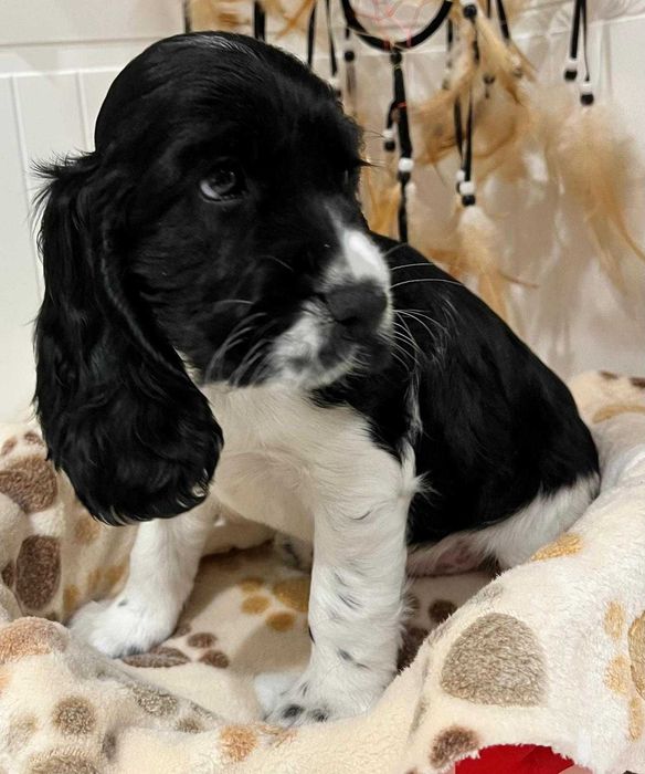 Cocker spaniel angielski szczeniak