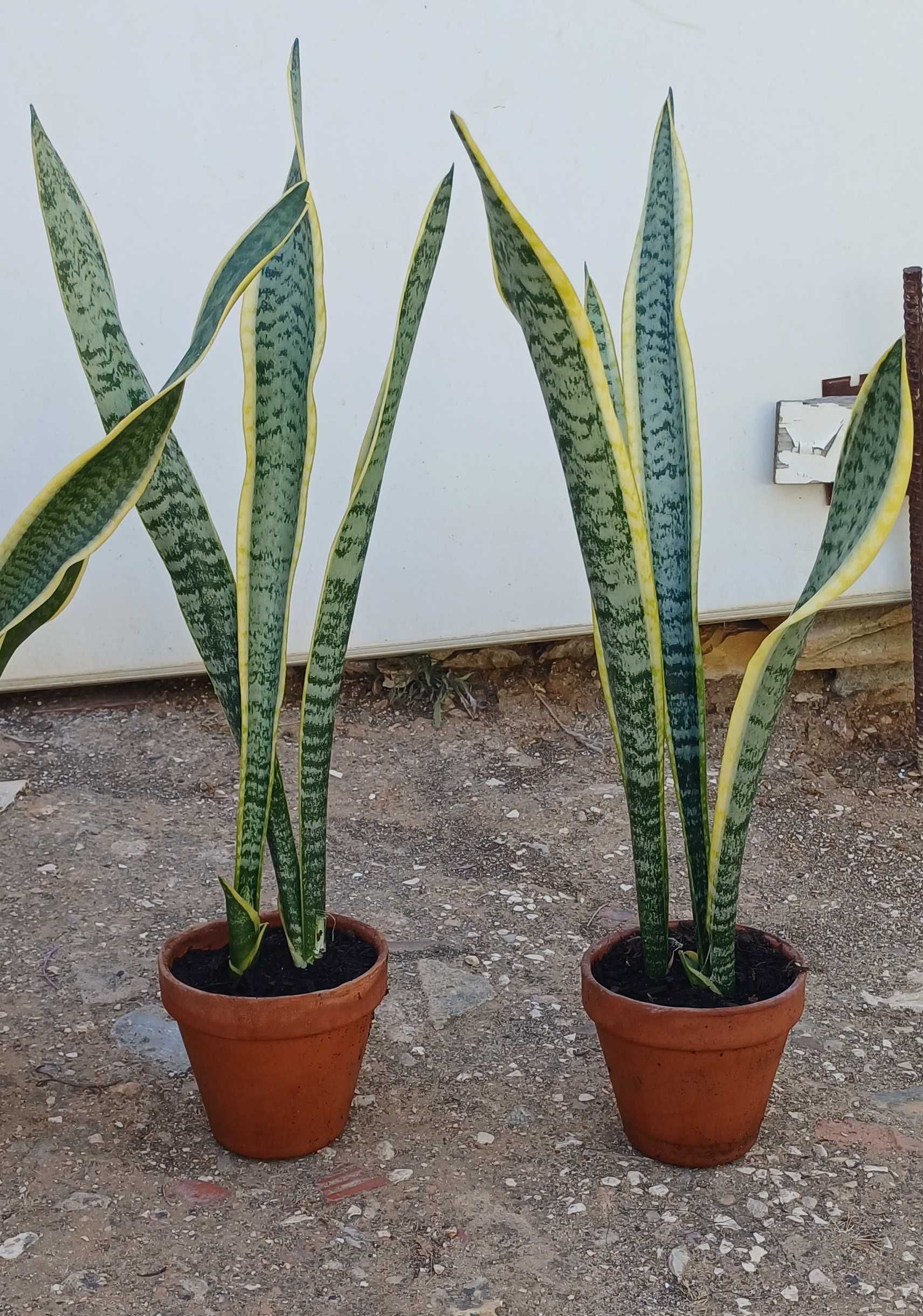 Planta Espada de Santa Bárbara