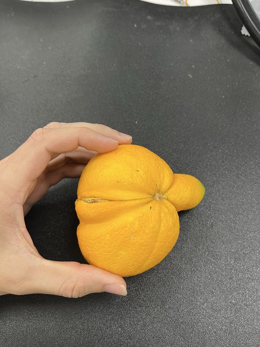 Laranja hermafrodita. Natural com formato peculiar