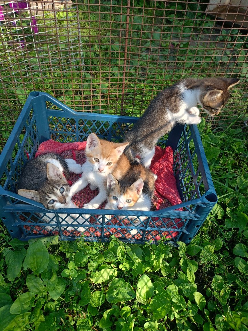 Кошенята в добрі руки