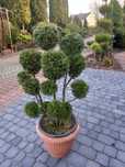 Tuje SZMARAGD (Thuja Smaragd), formowana, PRODUCENT, Tuja. RADOM