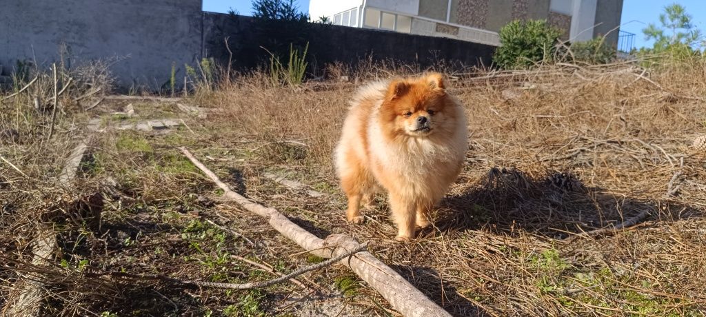 Spitz alemão anão, lulu da pomerânia
