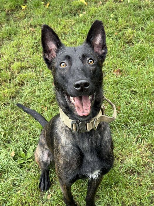 Inteligentny i aktywny Asgard w typie owczarka holenderskiego - 301/25